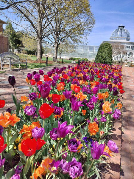 Tulips at Lewis Ginter Botanical Gardens 