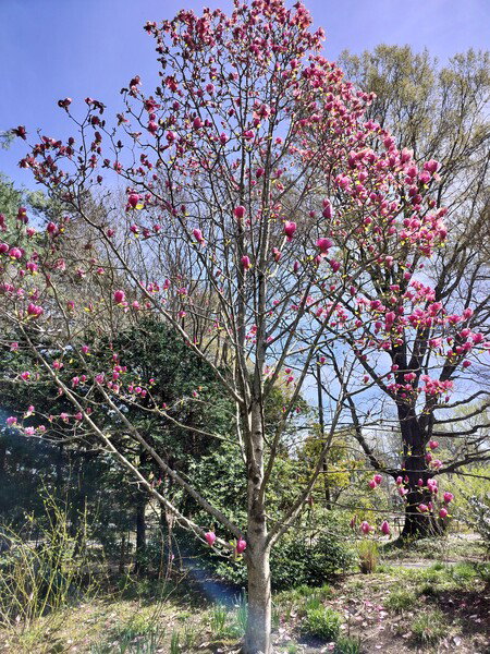 Blooming tree at Lewis Ginter Botanical Gardens 