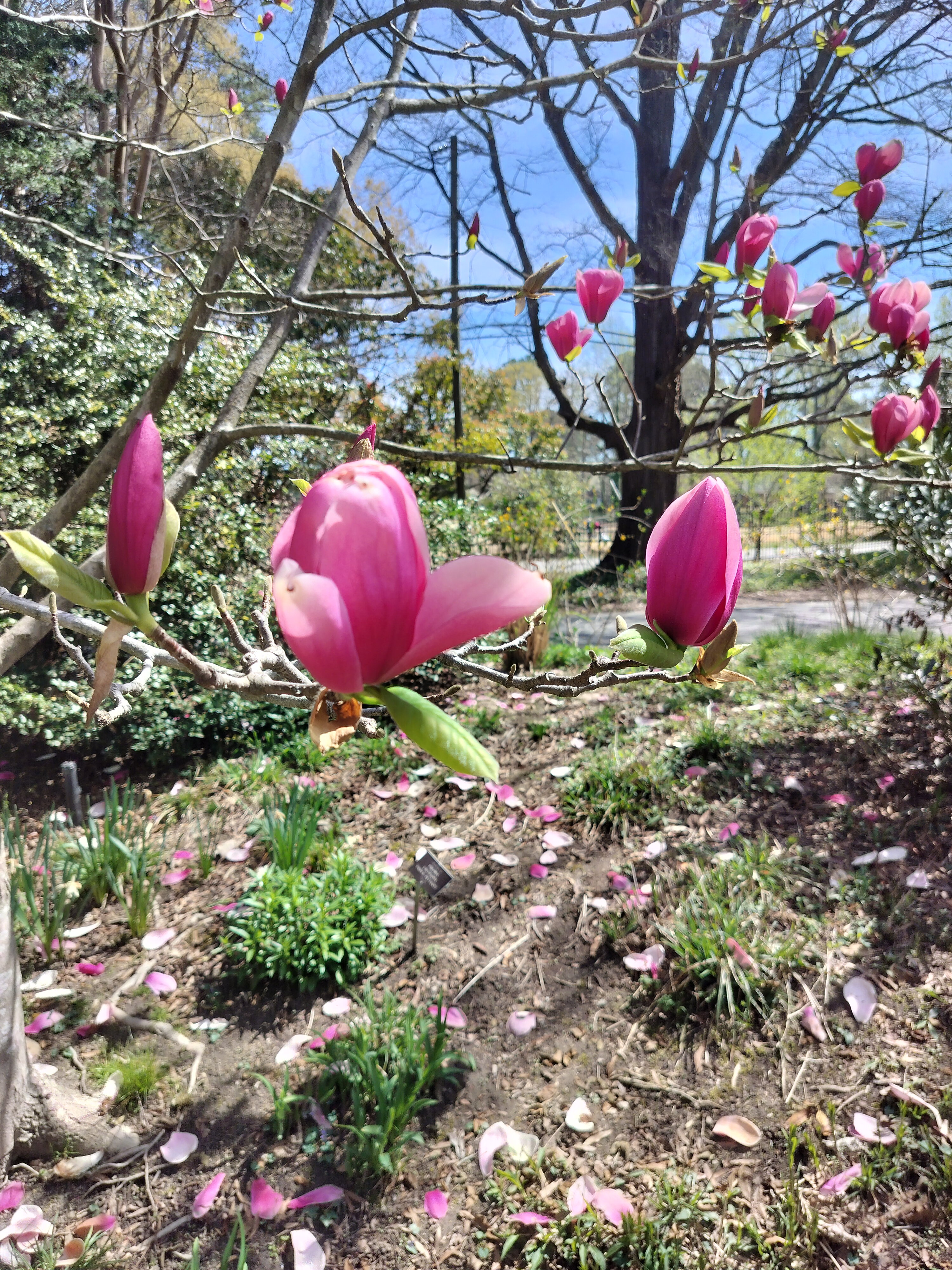 Pink blooms on a tree
