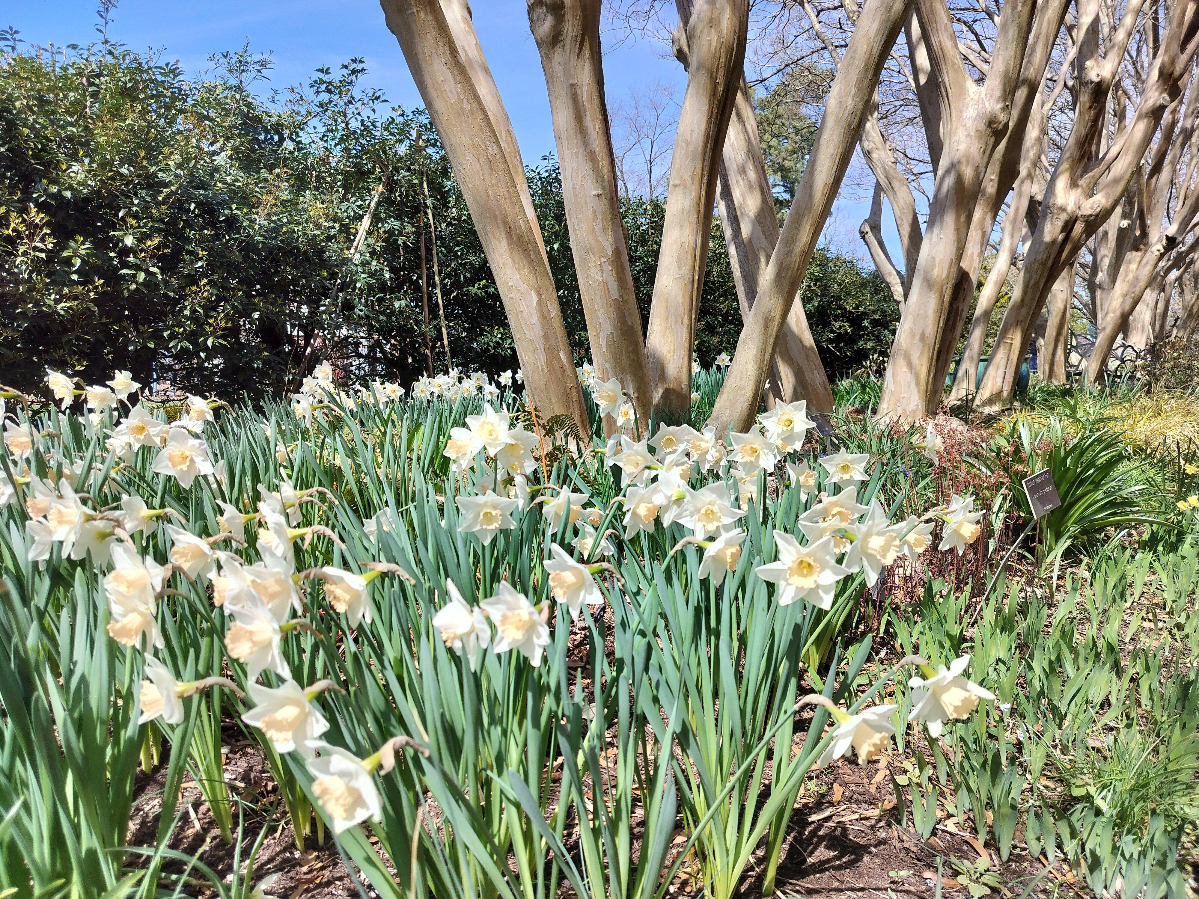 Blooms with Crepe Myrtle in the background 