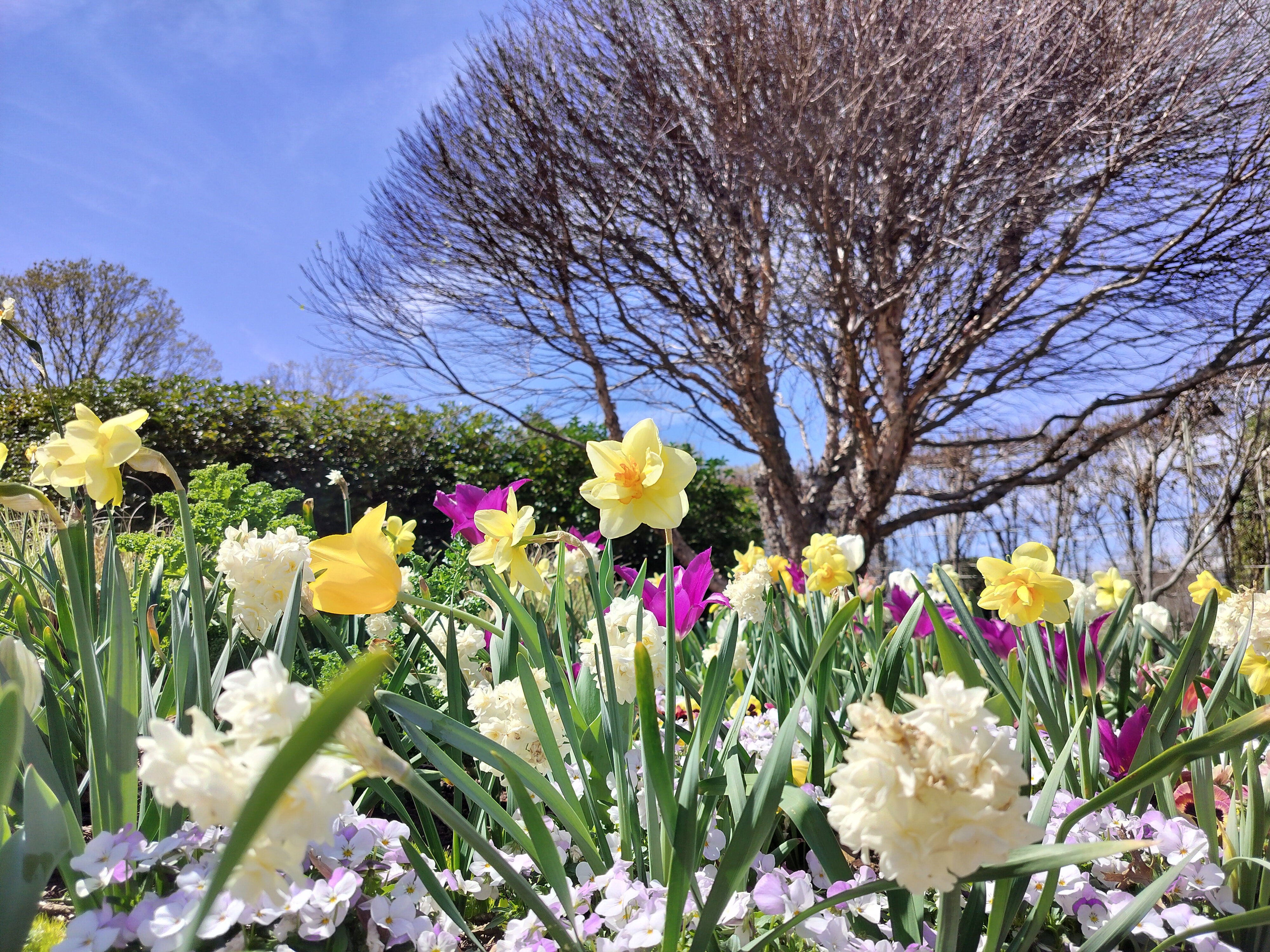 Blooms with tree in background 