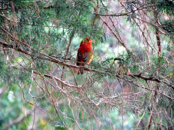 Young Summer Tanager