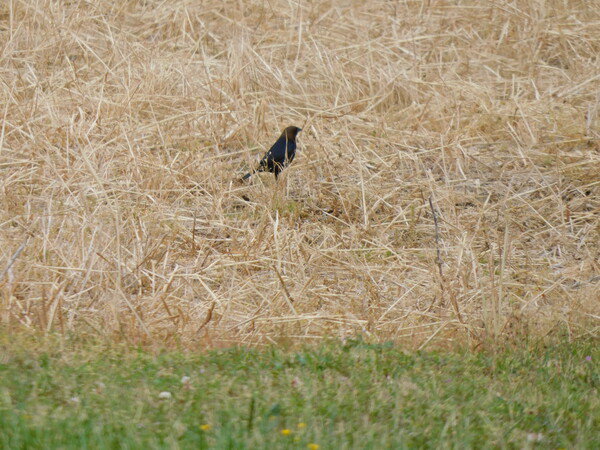Brown-headed cowbird