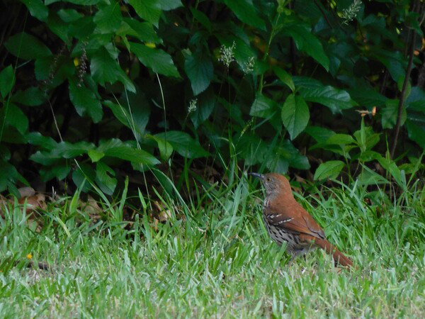 Brown Thrasher