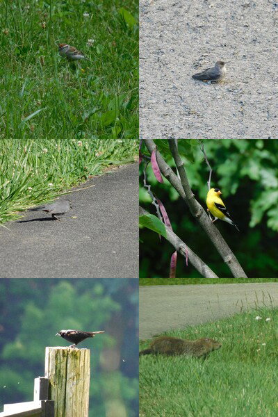 collage of photos of birds and one groundhog