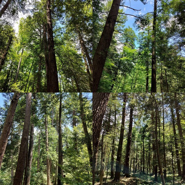 collage of photos of old growth hemlock trees