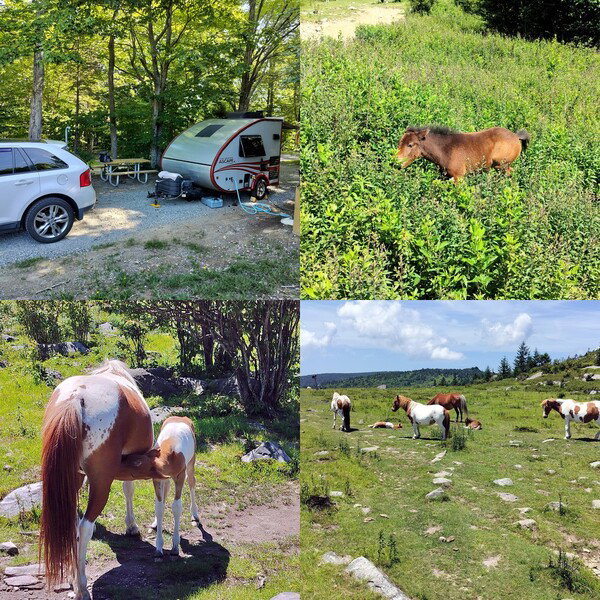 Photo collage from Grayson Highlands - ponies and campsite