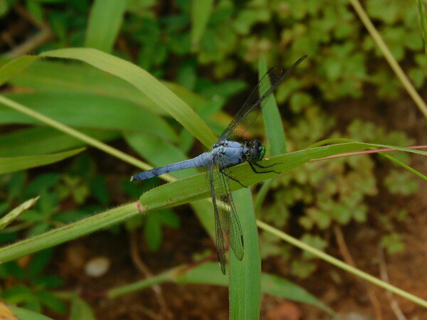 Eastern Pondhawk, I think.