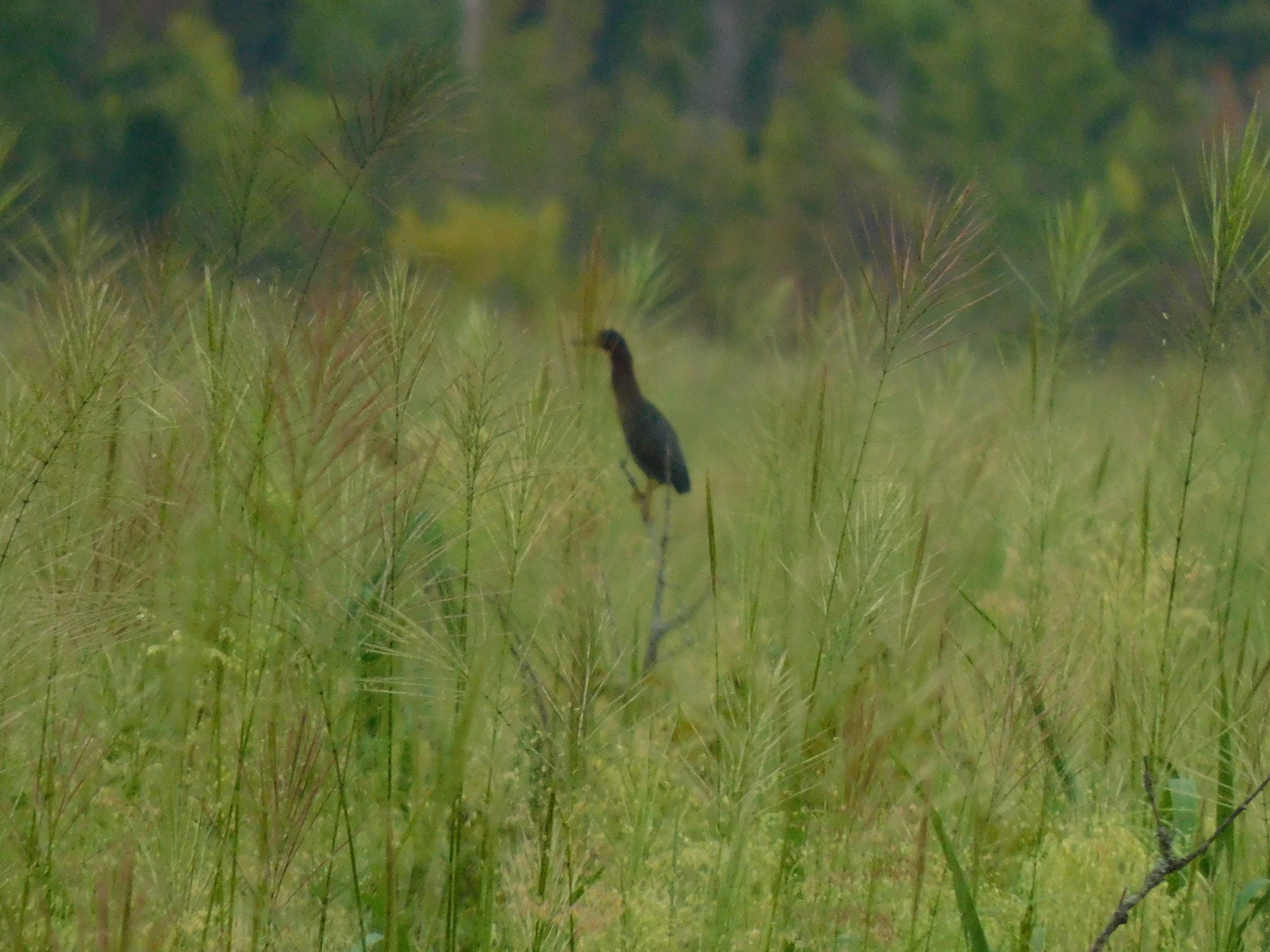 Dark bird sitting in the green grasses