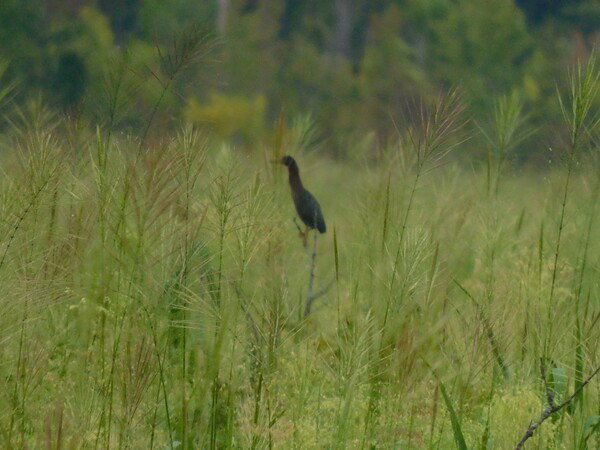 Green Heron sitting in the grass. A little out of focus because my camera chose to focus on the grass and not the bird.