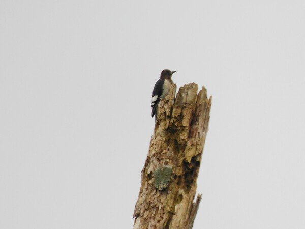 Juvenile Red-headed Woodpecker on a snag