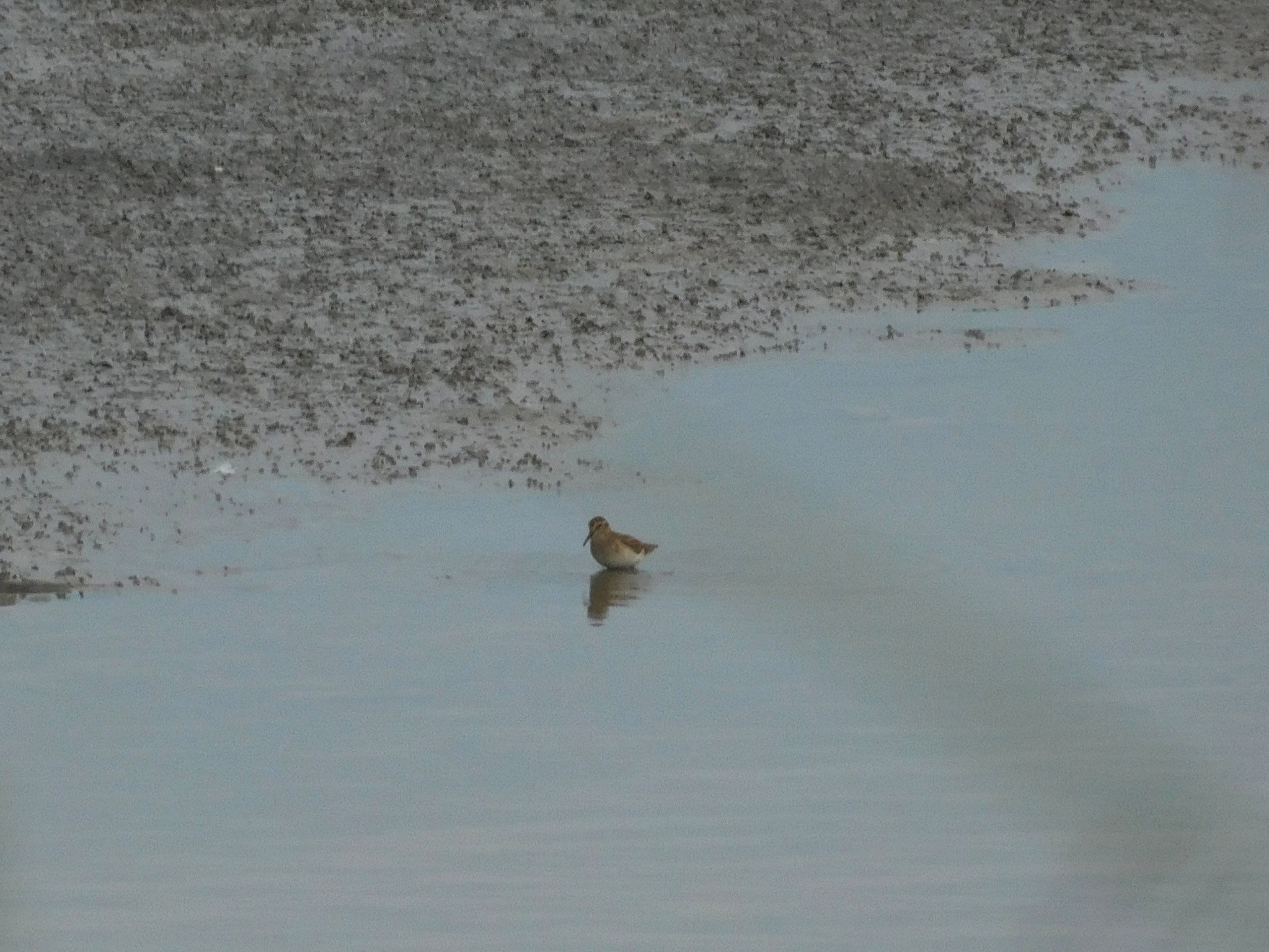 Brown and white shorebird wading in shallow water