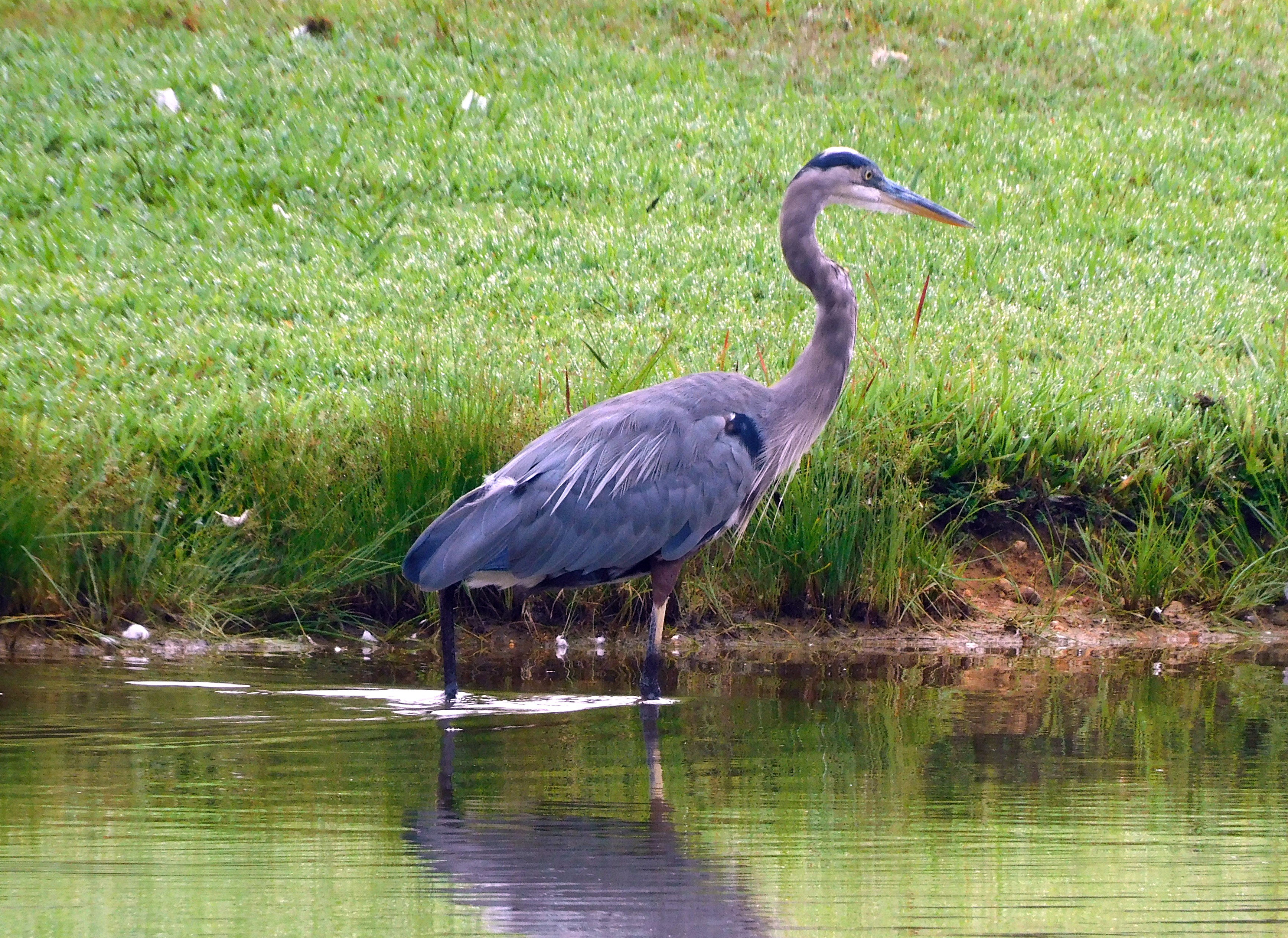 Great Blue Heron wading in shallow water at Dorey Park