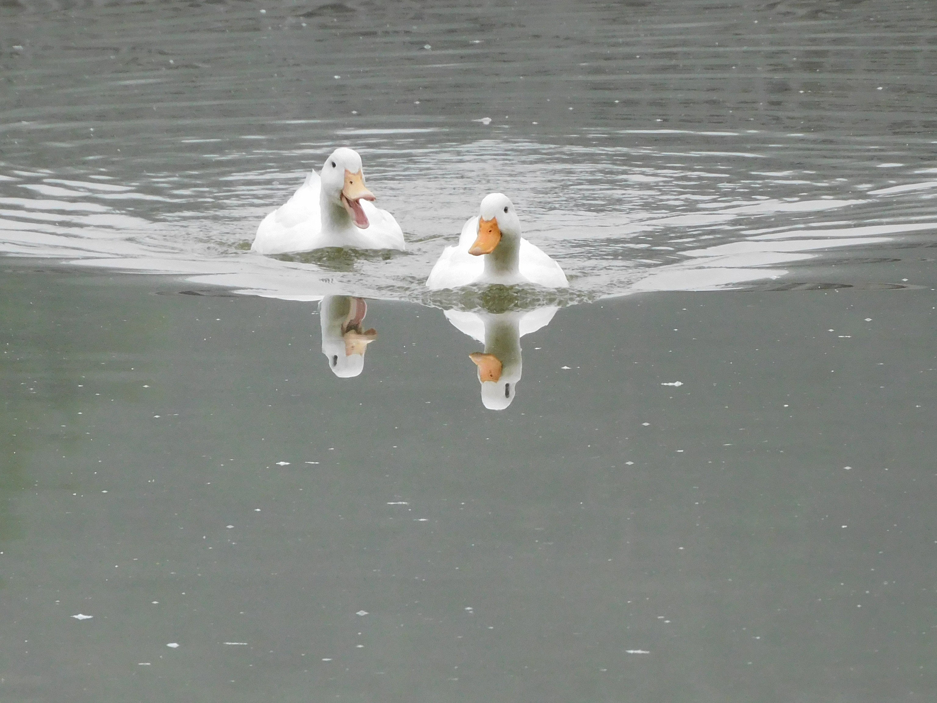 2 mallards (domesticated probably)