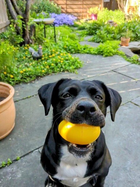 A black and white dog with a large yellow plastic egg in her mouth. Garden background. 
