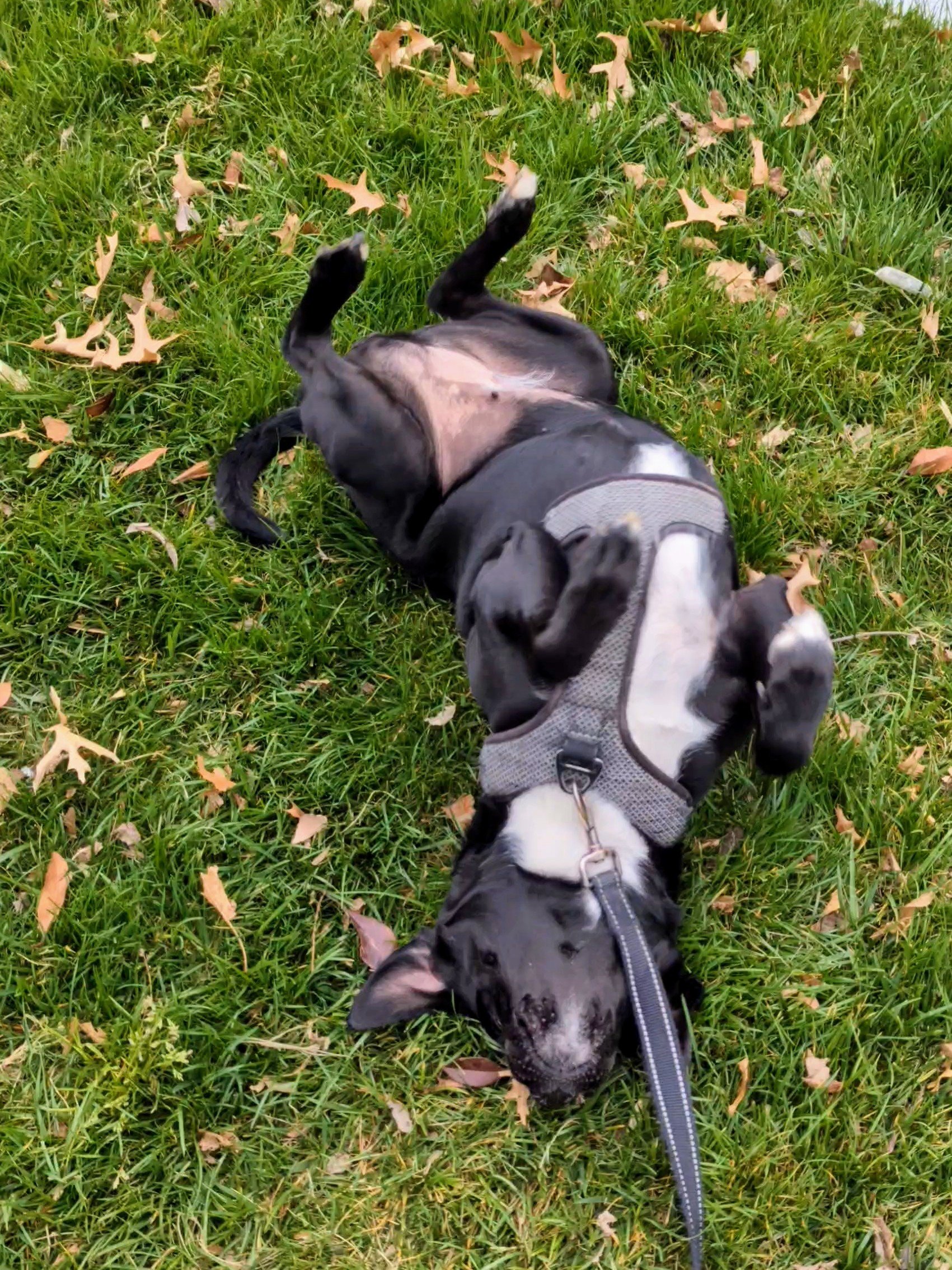 A black and white dog rolling on the grass. 