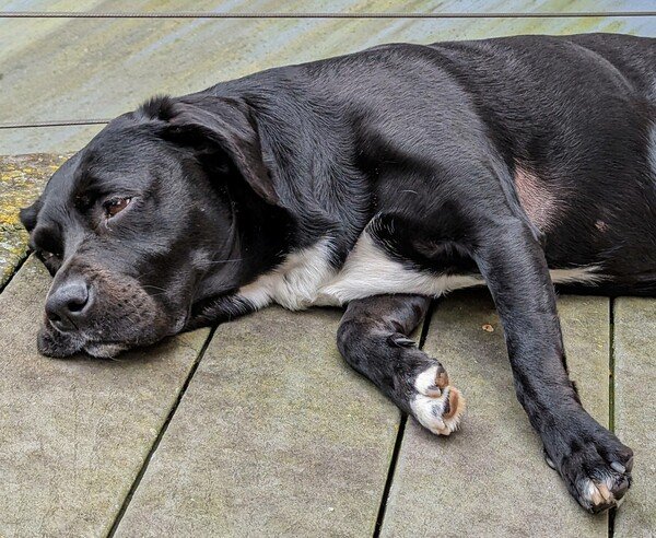 Sunday blahs or too much humidity for this black dog lying on a deck. 