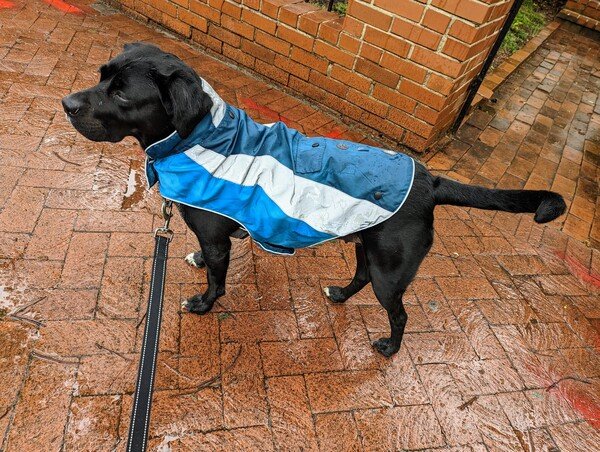 Black dog in a blue and silver rain jacket on a wet brick sidewalk. 