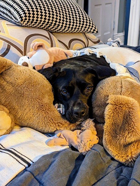 Black dog resting on stuffed animals. 