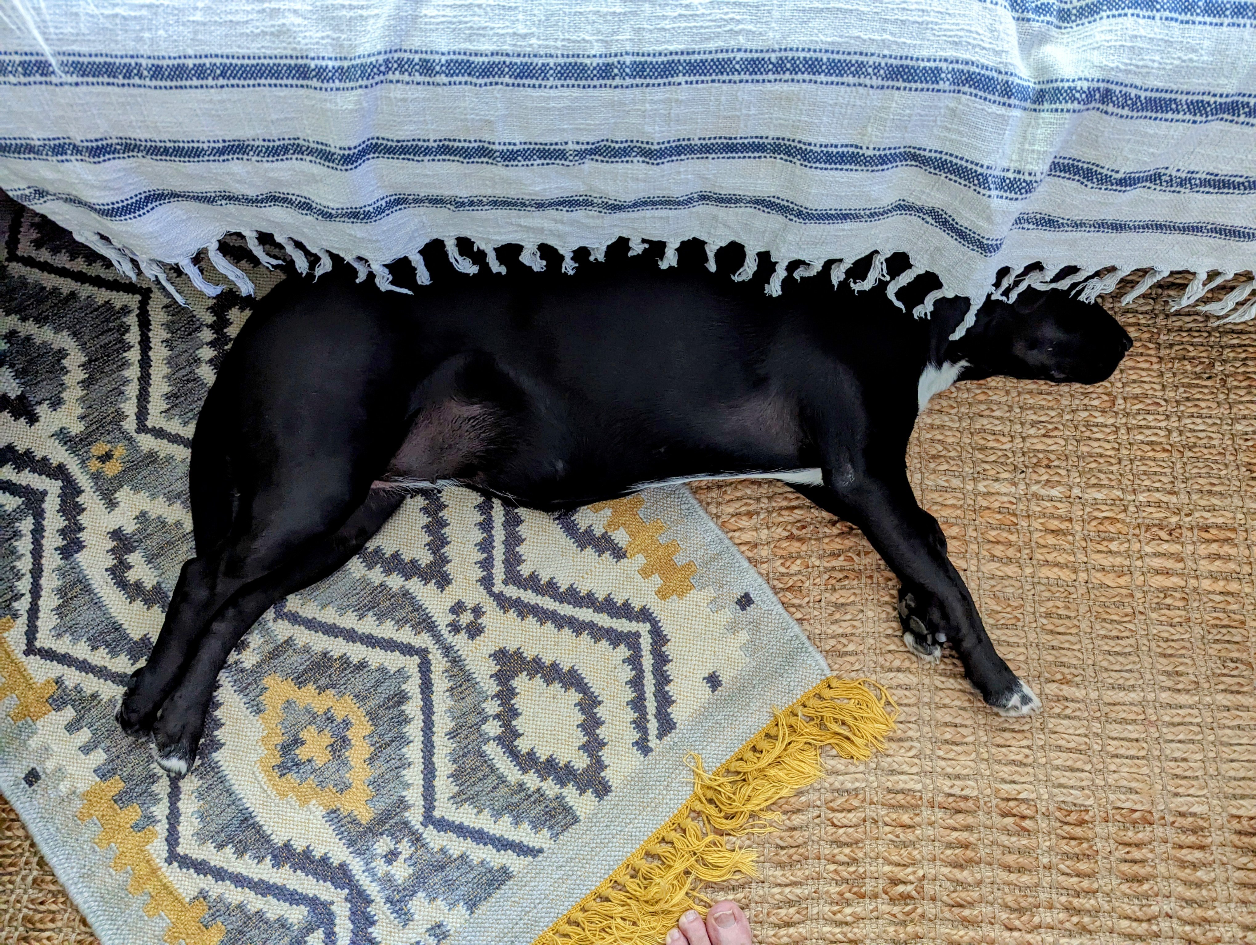 Black dog laying on her side on rugs, partially obscured by couch covering. 