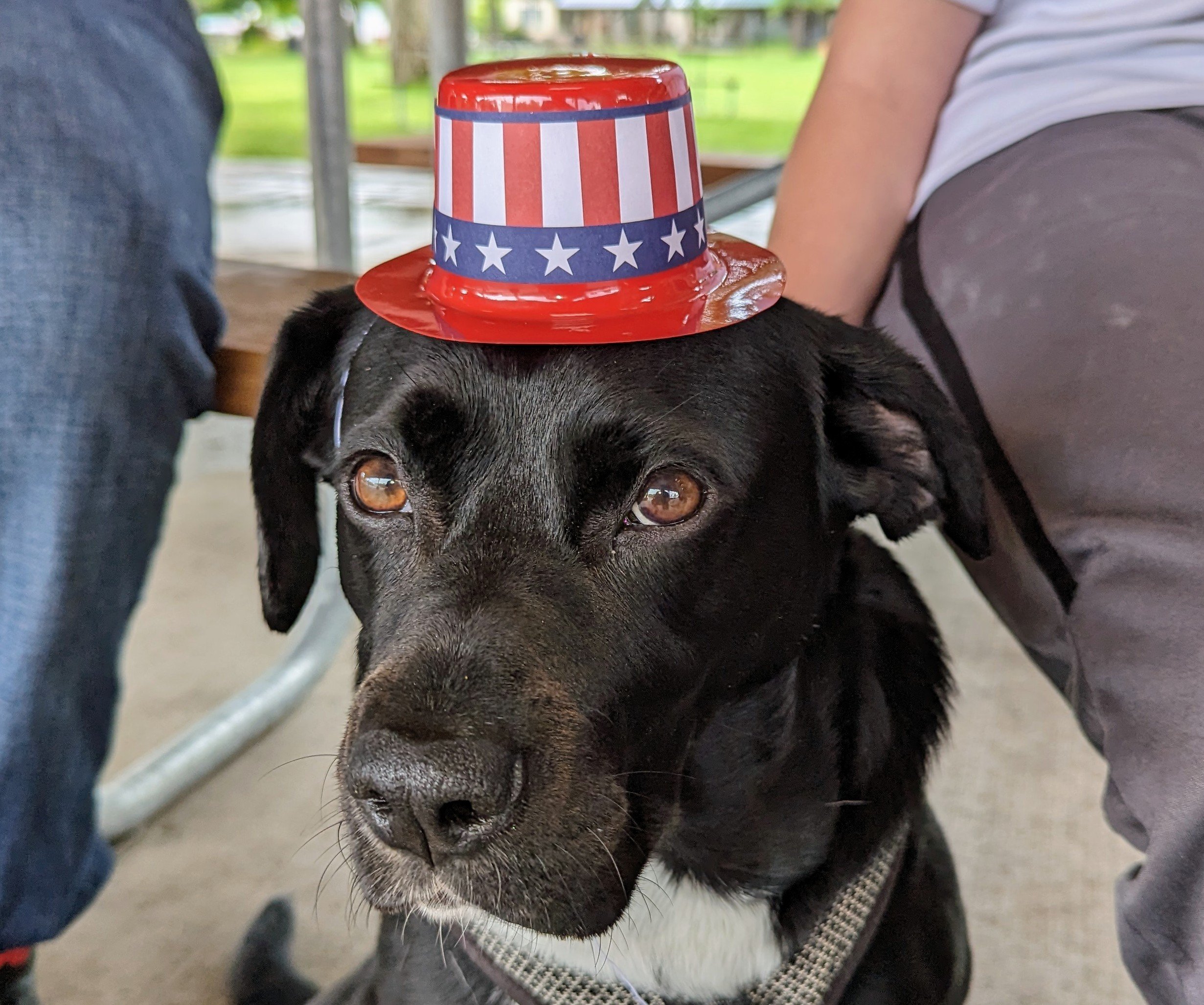 Close up of head of a black dog wearing a small patriotic hat. 