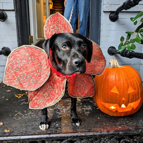 Black dog dressed as the Demogorgon from Stranger Things. She has the 'petals' of the mouth in a ring around her neck. She is standing next to a jack-o'-lantern. 