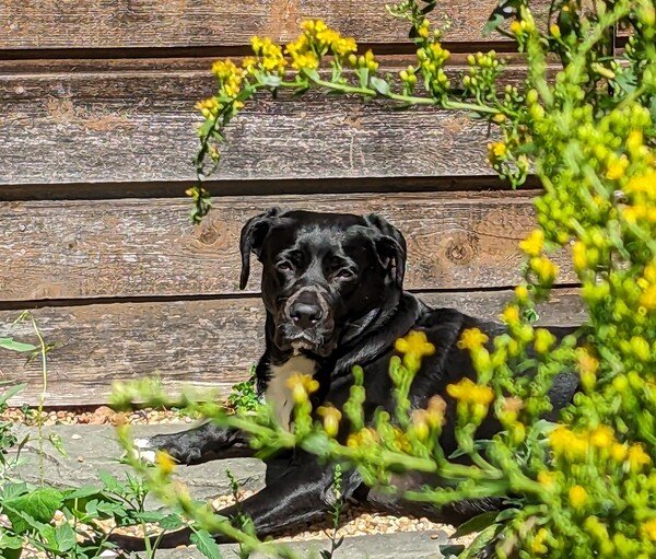 Black dog framed by green stems and yellow flowers of goldenrod. She is sitting on pea gravel in front of a wooden shed. 