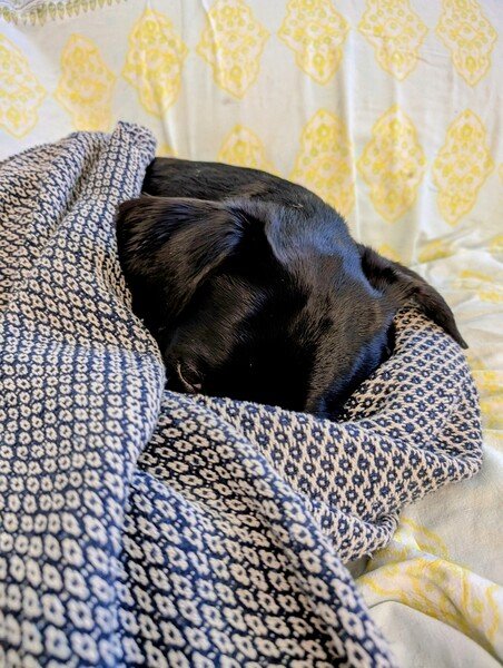 Black dog snuggled into a black and white blanket on a yellow couch. Only one eye is peeking out. 