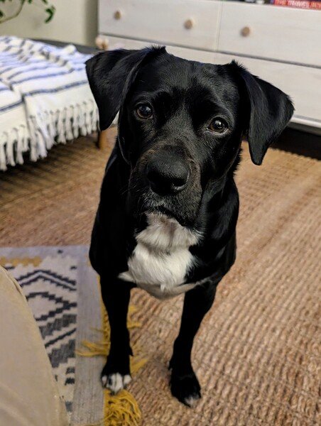 Black dog with a white patch on chest on feet. Only front two legs are visible. Standing on a tan rug. 