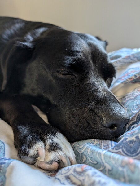 Closeup of a black dog with a white paw snoozing on a blanket. 