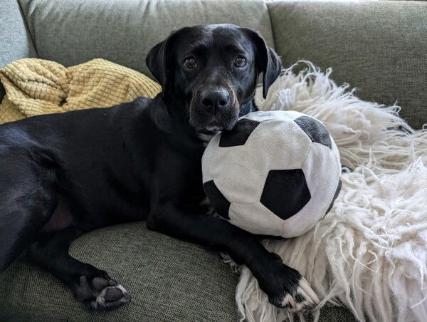 Black dog on a green couch with a cloth soccer ball