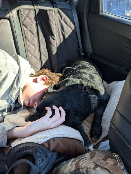 Black dog and a boy in the back seat of a car. 