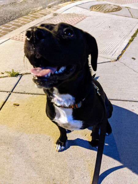 Late night walk with Officer Sprinkle