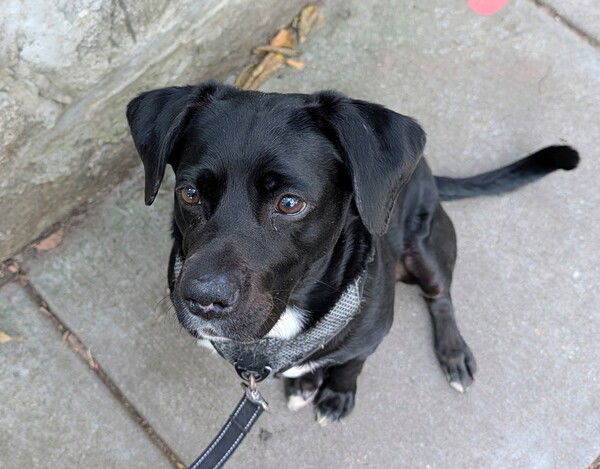Patiently waiting for a treat