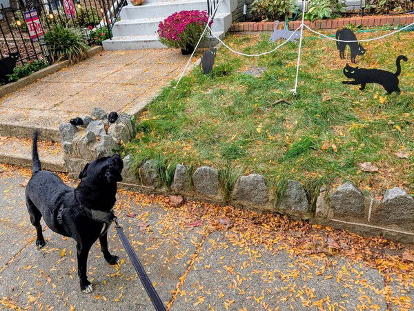 Officer calling for backup!