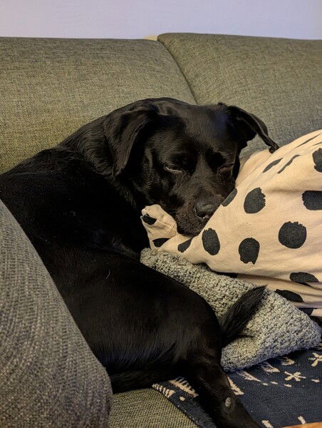 The couch enjoyer has logged on