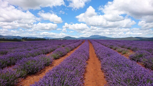 Tasmanian lavender field. The sky is blue and bright with plenty of white fluffy clouds. The blue contrasts with the orange soil and the purple rows of lavender. In the distance, mountains can be seen. 
