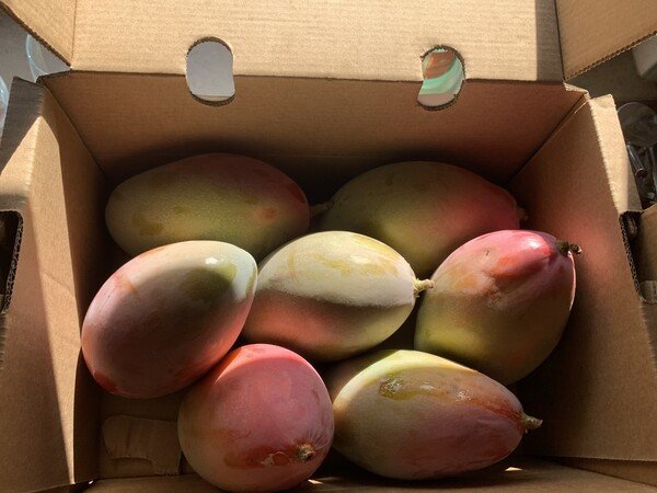 Shady Mangos
in a box, received from crowdfarming.com

THEY WERE DELICIOUS.