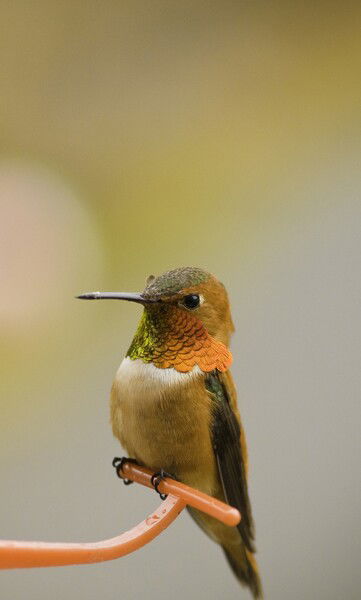 Ah, You Gonna Fill This Thing Up?