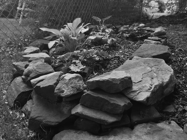 A black and white photograph of a garden bed.