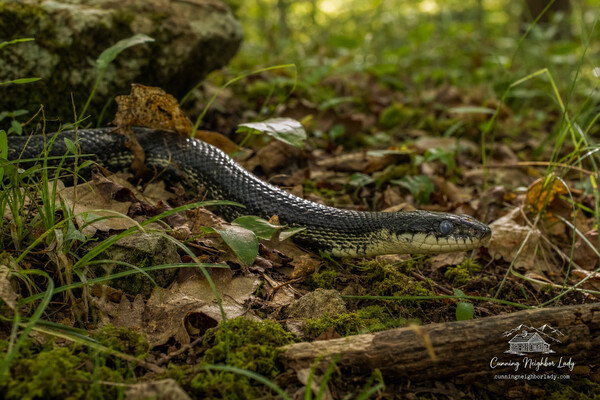 Image for “Why People Said Snakes Go Blind During Dog Days” — Cunning Neighbor Lady.

Read the article: https://cunningneighborlady.com/2026/08/why-people-said-snakes-go-blind-during-dog-days