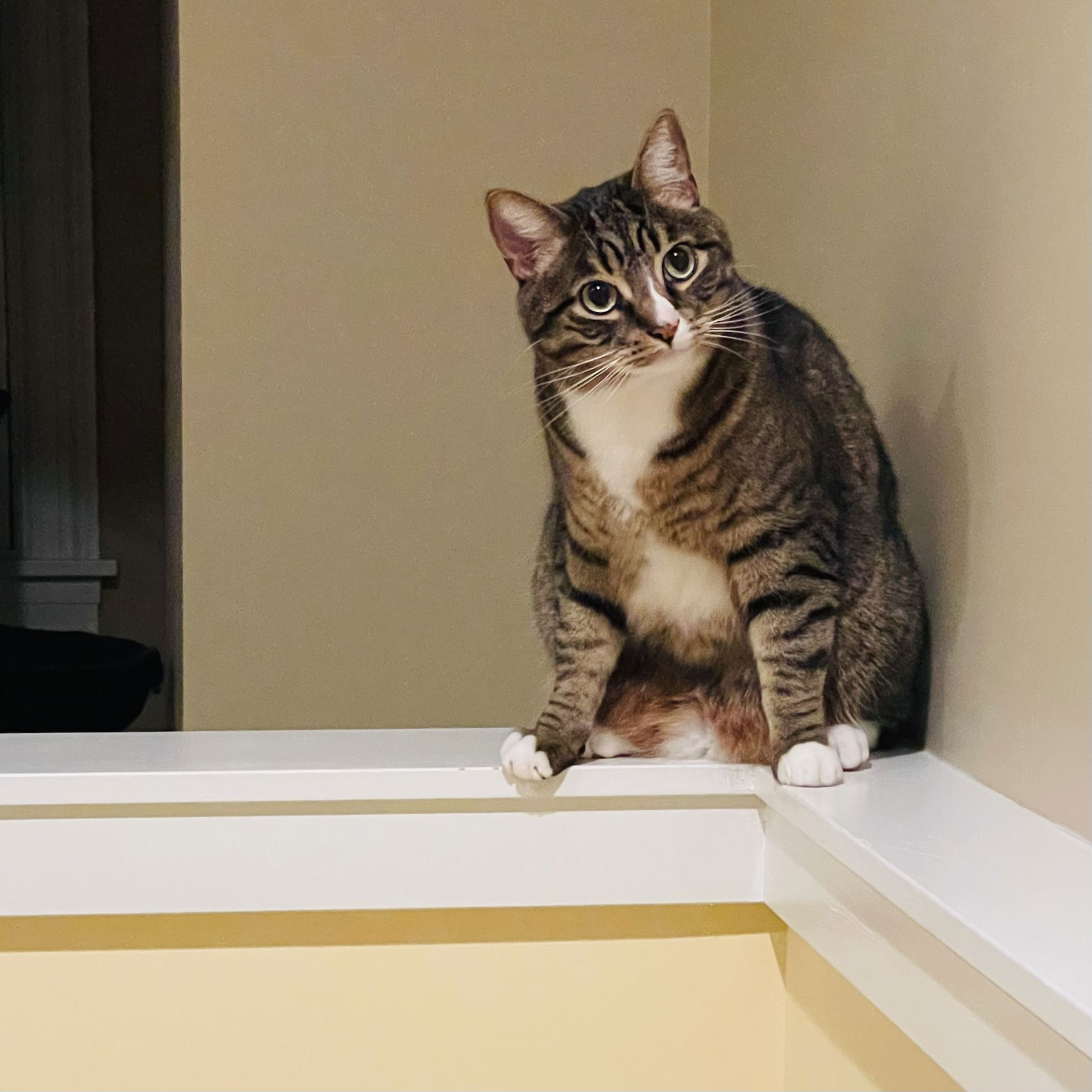 a brown and white tabby cat perches with his head slightly tilted and front paws on either side of a painted white ledge
