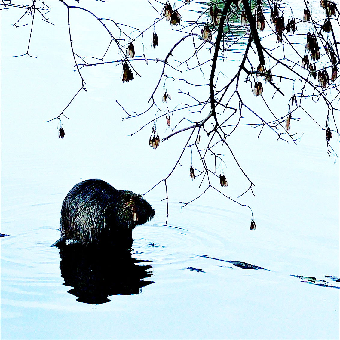 a furry beaver-like mammal standing in shallow water with branches and leaves hanging down over it
