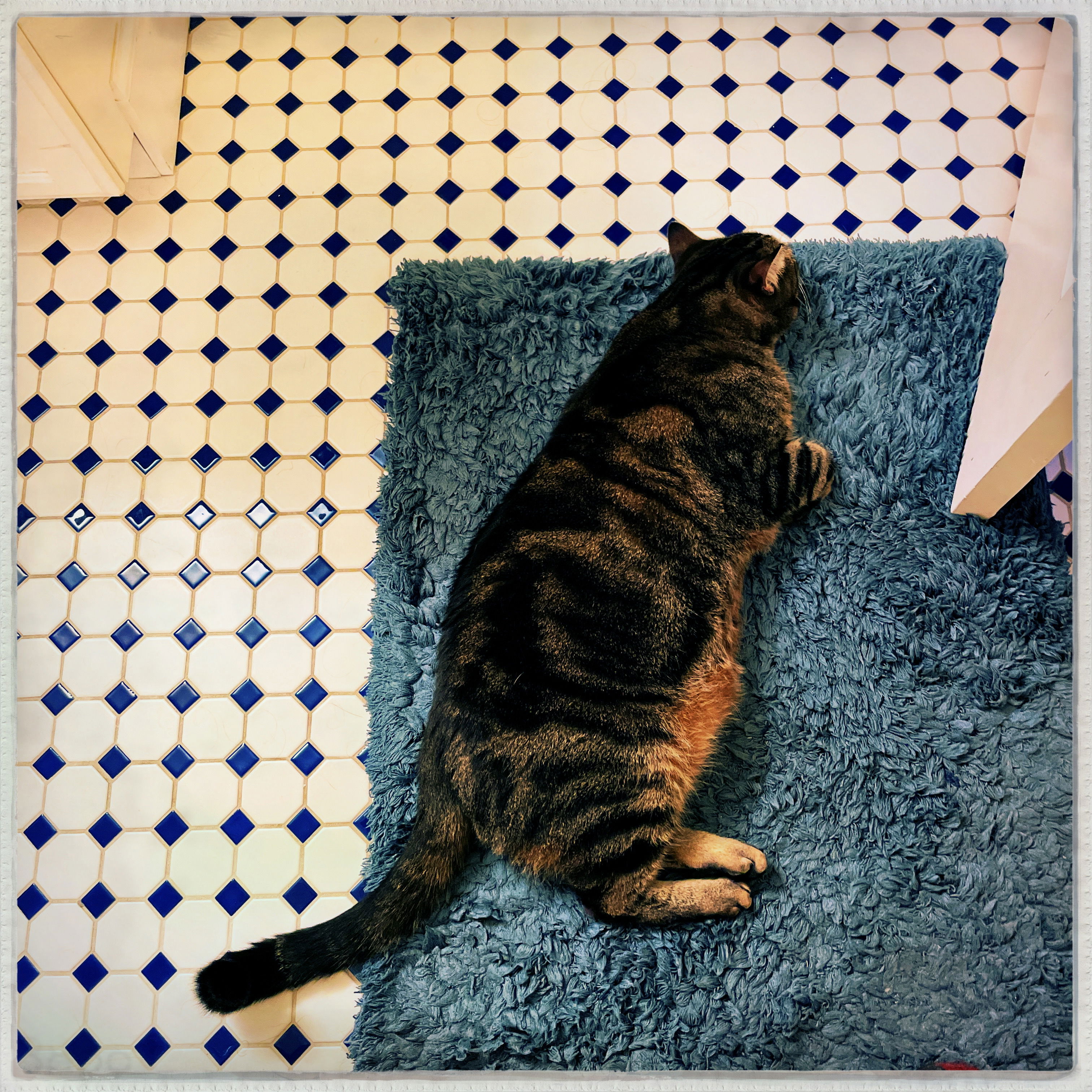 a brown tabby cat lies on his side, facing away from the camera, on a teal bathroom rug atop a white and dark blue tiled floor