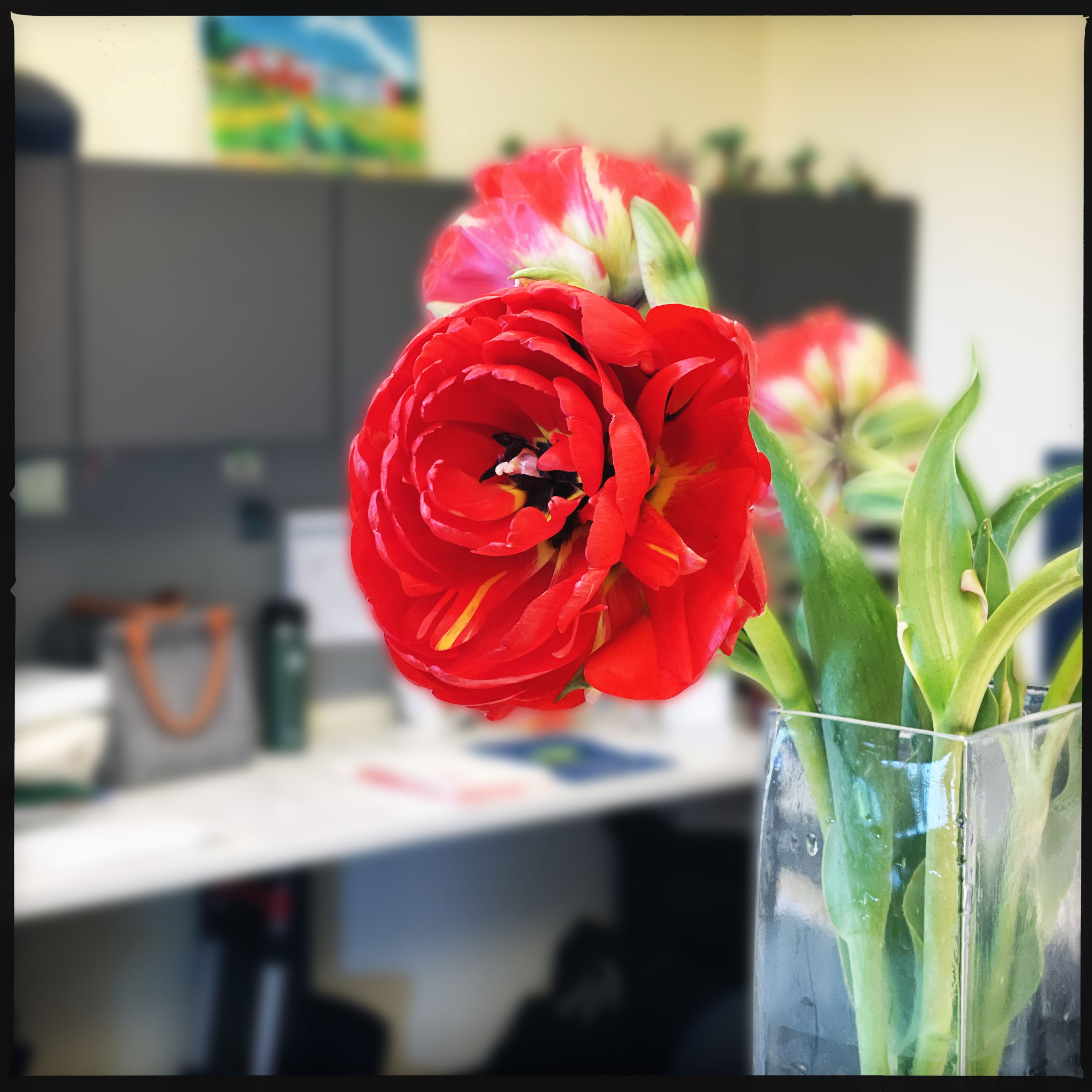 in the foreground, a bouquet of red peony tulips in a rectangular glass vase, one bloom with black inside petals turned partially to the camera. in the background, an office cubicle setting.