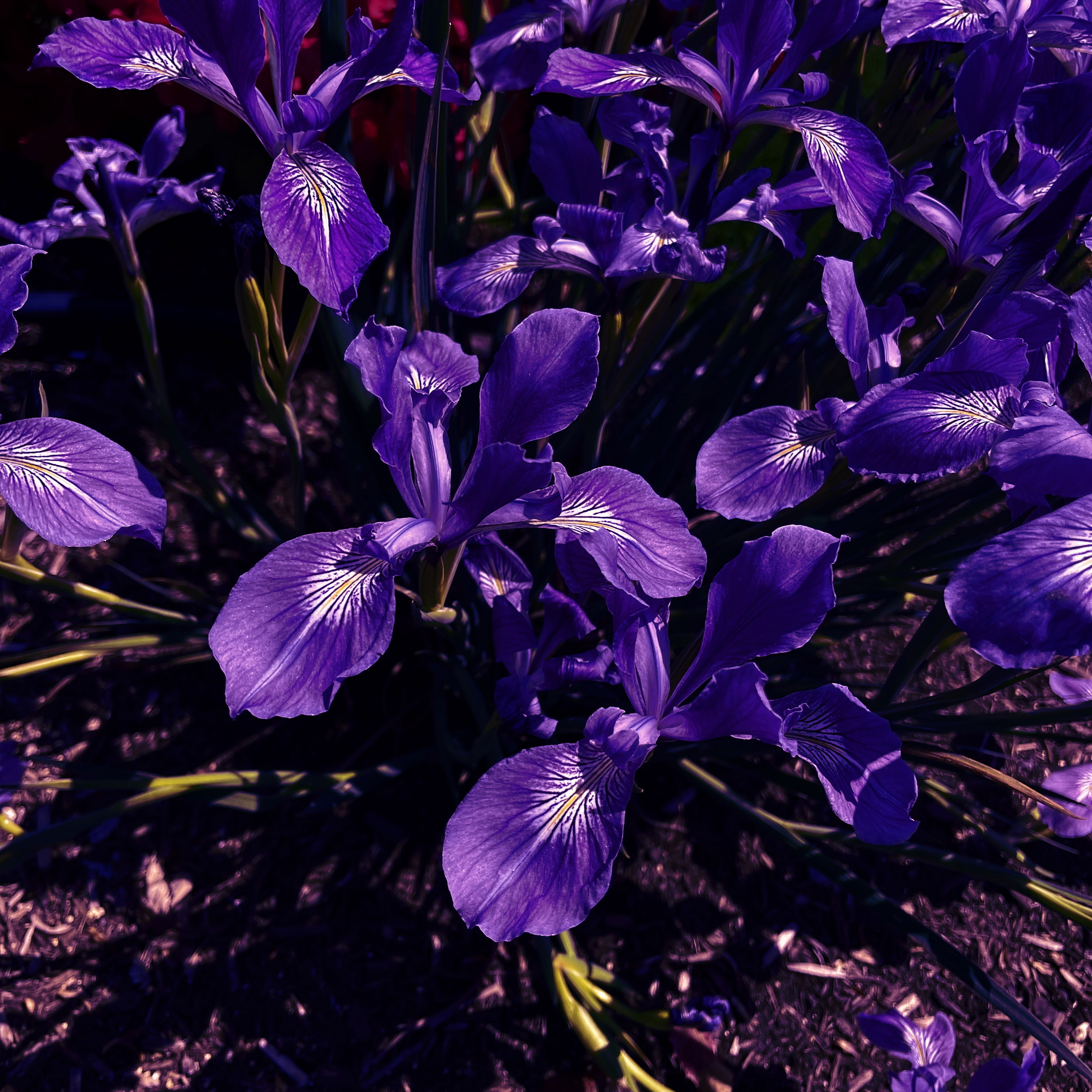 a heavily-processed photo of several purple irises in bloom