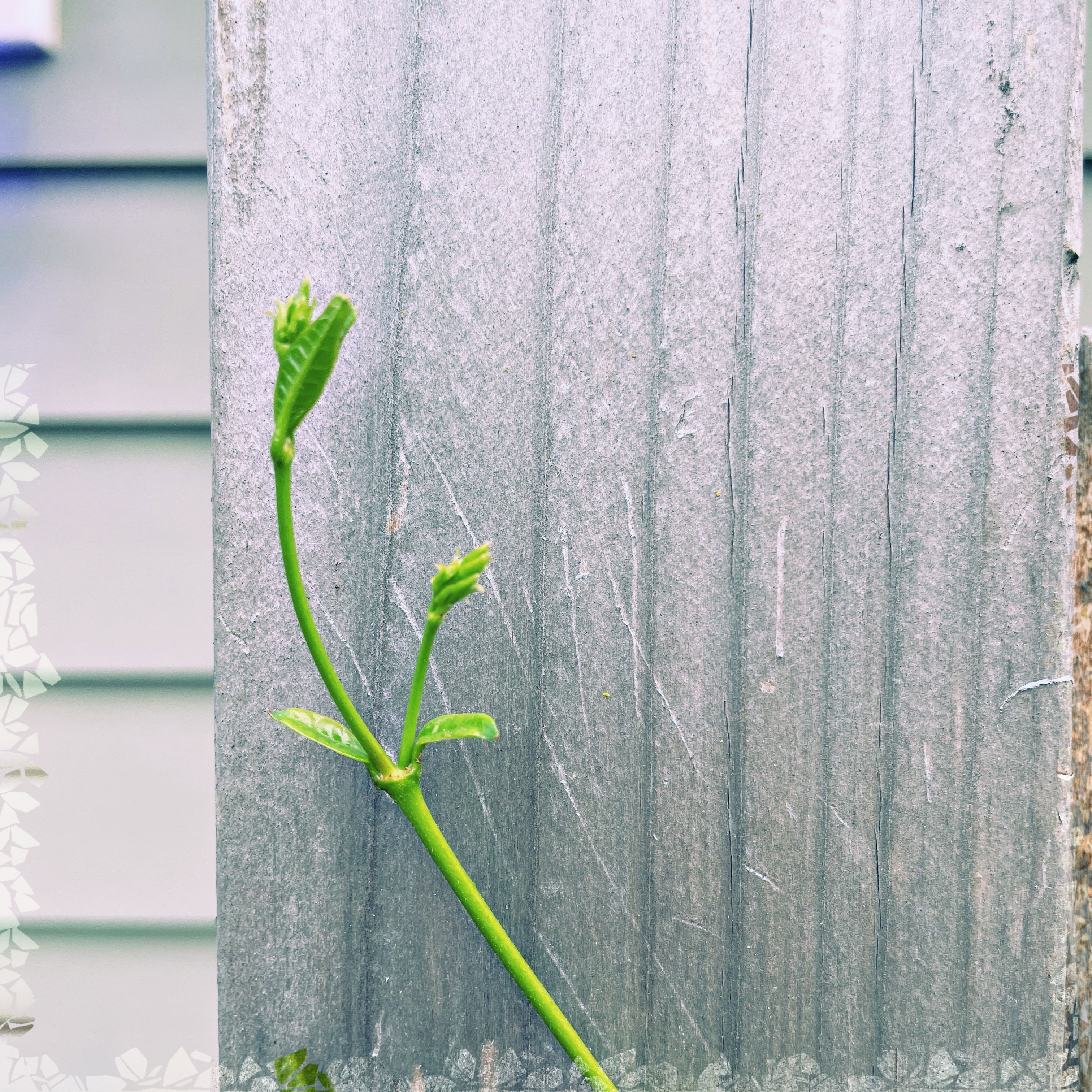 tendril of jasmine on a wooden trellis