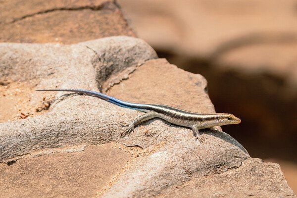 'Blue-tailed Skink', by [Matthew Baldwin](https://www.flickr.com/photos/thisbrokenwheel/48217523286/in/photostream), originally posted to Flickr.