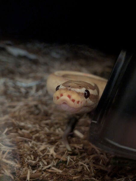 #2 Pencil looking for something to eat. 