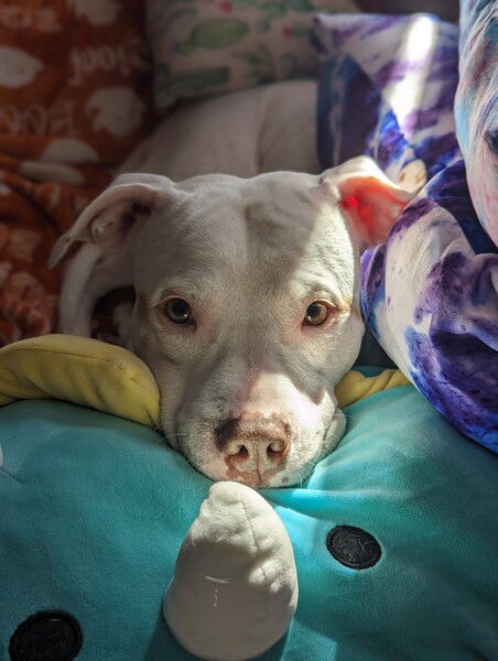 Honey surrounded by soft things.